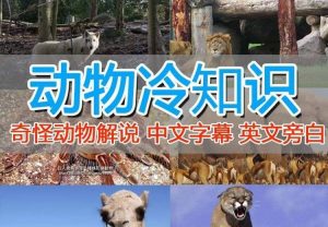 外面卖1699的国外纪录片解说（动物解说、美食、动画片）稳过中视频-课界网